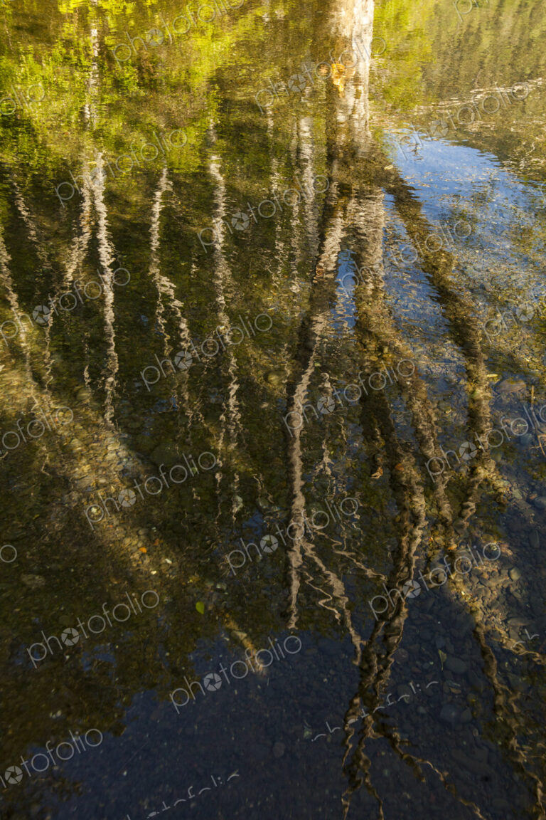 Reflection of tree trunks in the waters of Crescent Lake, Olympic National Park, Port…