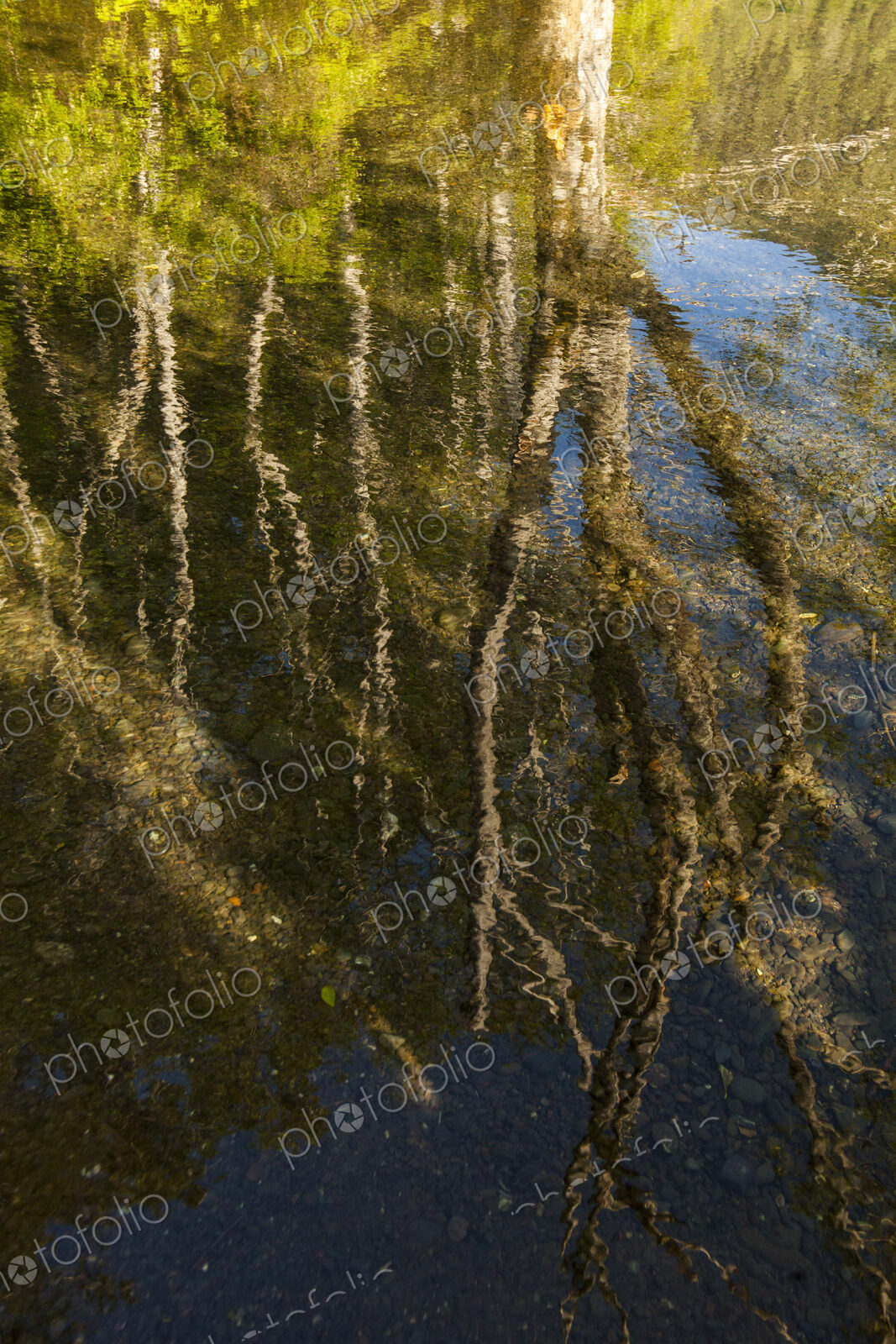 Reflection of tree trunks in the waters of Crescent Lake, Olympic National Park, Port…