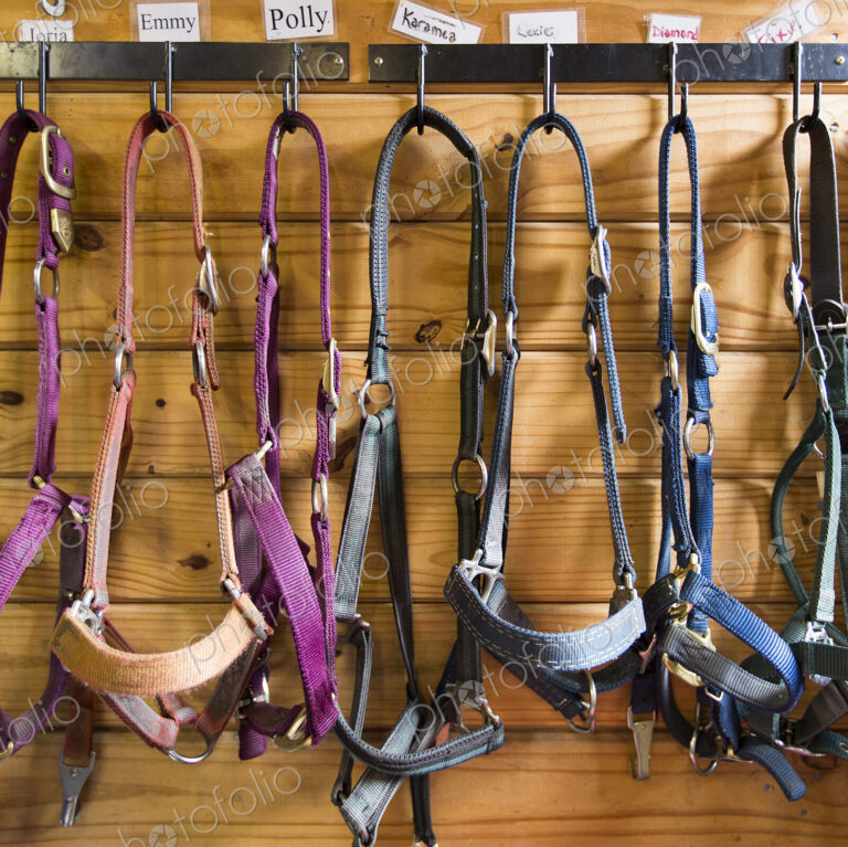 Reins hanging from stalls in barn