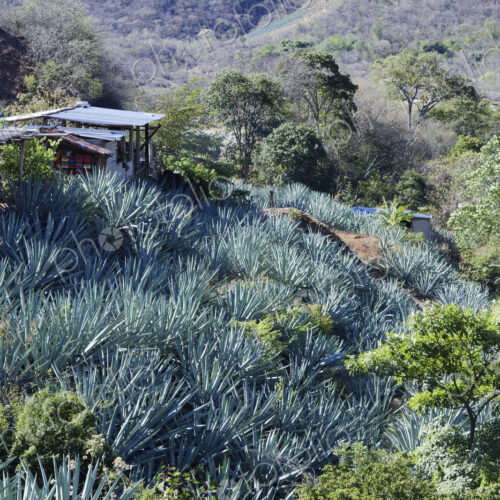 Remote Landscape with Succulents Remote Landscape with Succulents
