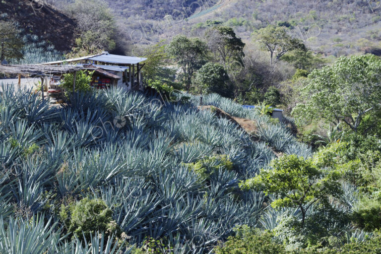 Remote Landscape with Succulents