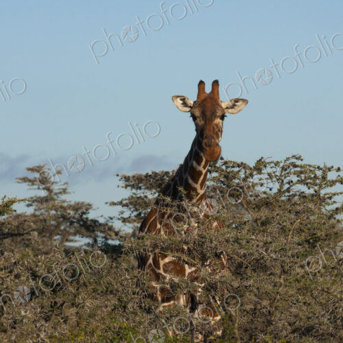 Reticulated giraffe, Kenya