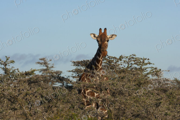 Reticulated giraffe, Kenya