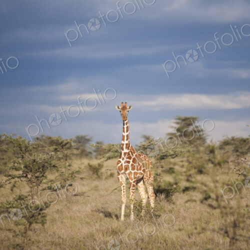 Reticulated giraffe, Kenya Reticulated giraffe, Kenya
