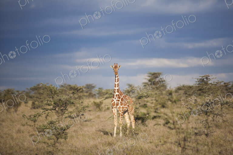Reticulated giraffe, Kenya