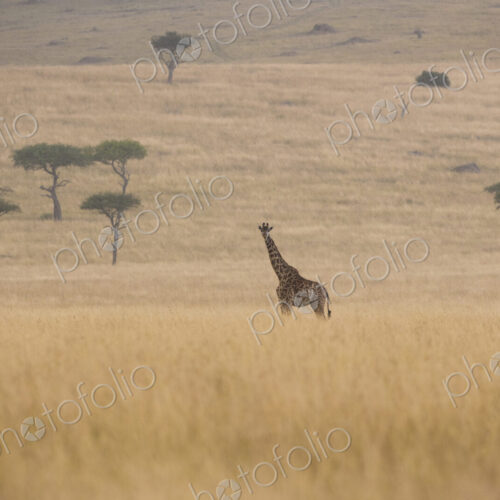 Reticulated giraffe, Kenya Reticulated giraffe, Kenya
