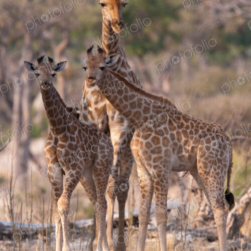 Reticulated giraffes, Okavango Delta, Botswana Reticulated giraffes, Okavango Delta, Botswana