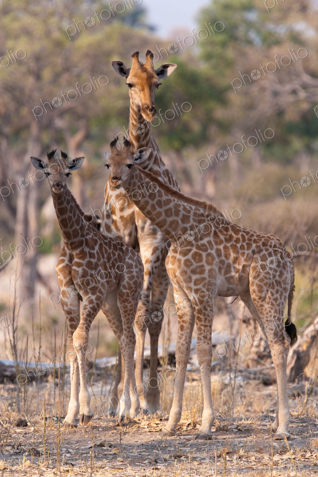 Reticulated giraffes, Okavango Delta, Botswana