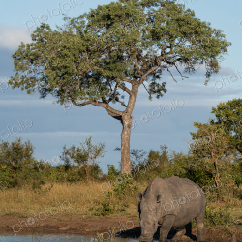 Rhino, Ceratotherium simum, drinking at a pan. Rhino, Ceratotherium simum, drinking at a pan.