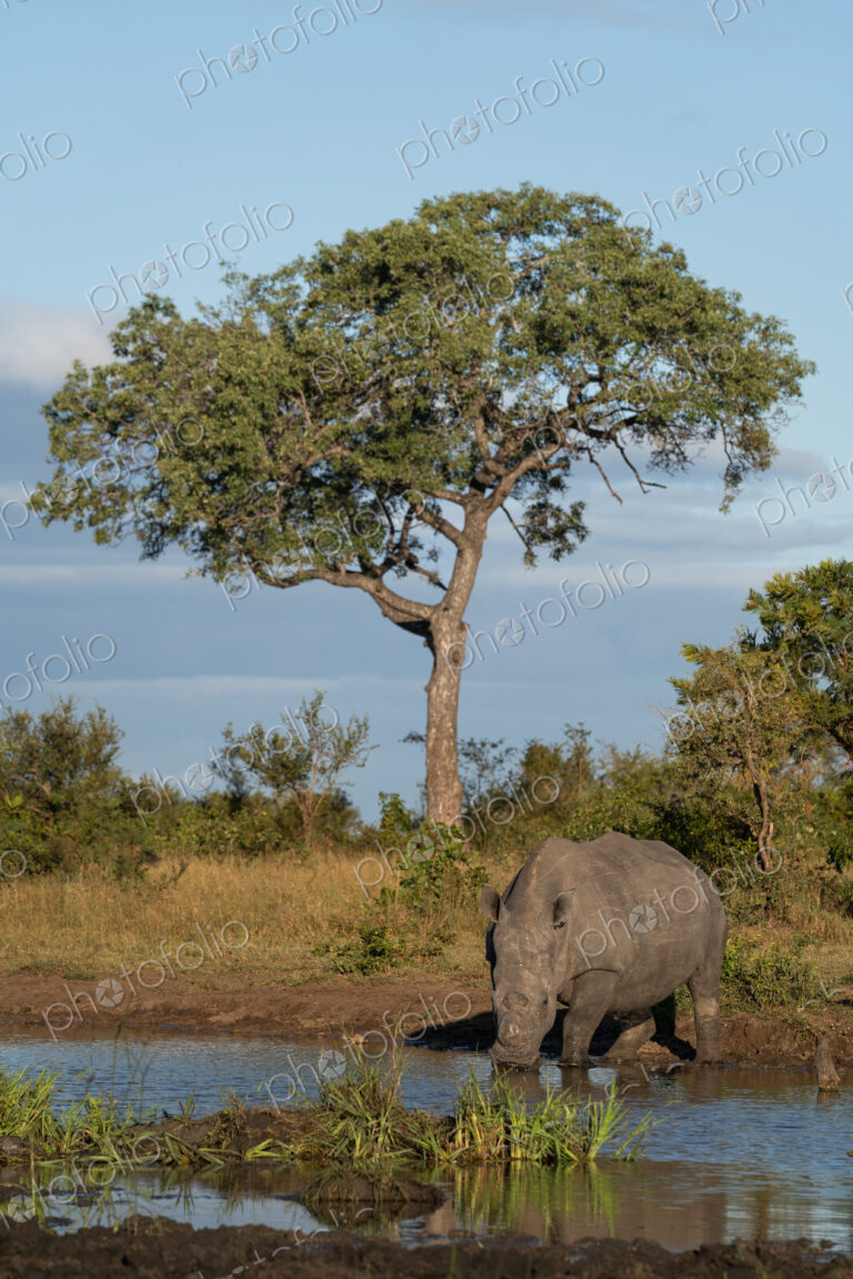 Rhino, Ceratotherium simum, drinking at a pan.