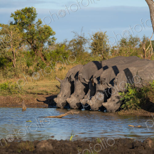 Rhino, Diceros bicornis, five black rhino drinking at a waterhole.