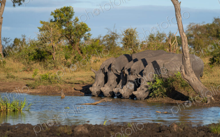 Rhino, Diceros bicornis, five black rhino drinking at a waterhole.