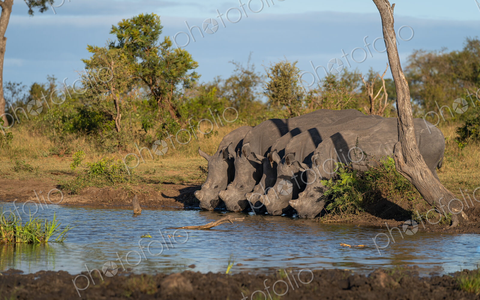 Rhino, Diceros bicornis, five black rhino drinking at a waterhole.