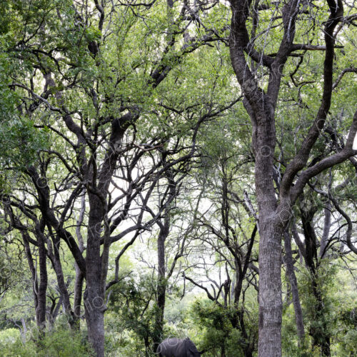 Rhino, Diceros bicornis, rhino in a leadwood forest. Rhino, Diceros bicornis, rhino in a leadwood forest.