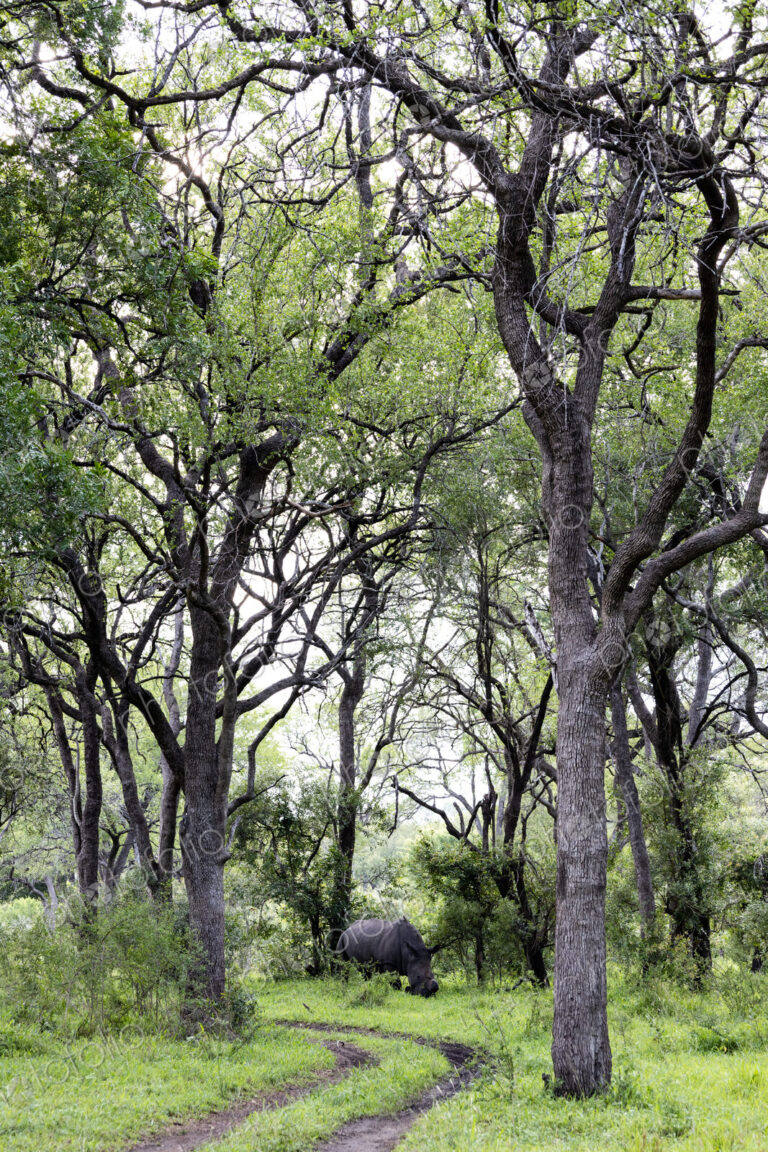 Rhino, Diceros bicornis, rhino in a leadwood forest.