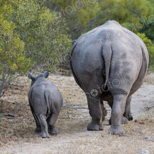 Rhino, Diceros bicornis, with calf in a natural setting. Rhino, Diceros bicornis, with calf in a natural setting.