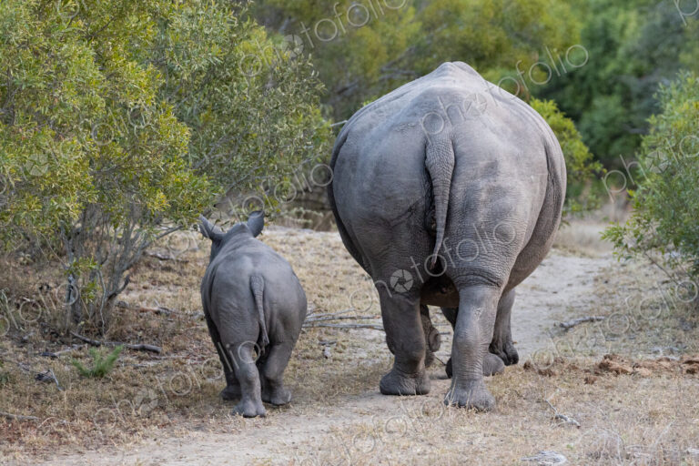 Rhino, Diceros bicornis, with calf in a natural setting.