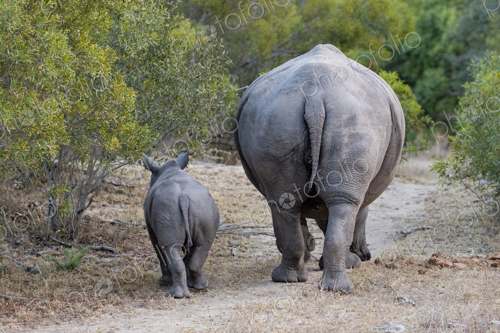 Rhino, Diceros bicornis, with calf in a natural setting.