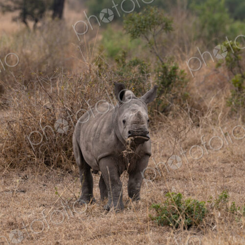 Rhinoceros, Ceratotherium simum, Calf. Young rhino calf standing in dry, brown and… Rhinoceros, Ceratotherium simum, Calf. Young rhino calf standing in dry, brown and…