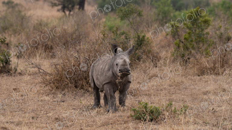 Rhinoceros, Ceratotherium simum, Calf. Young rhino calf standing in dry, brown and…