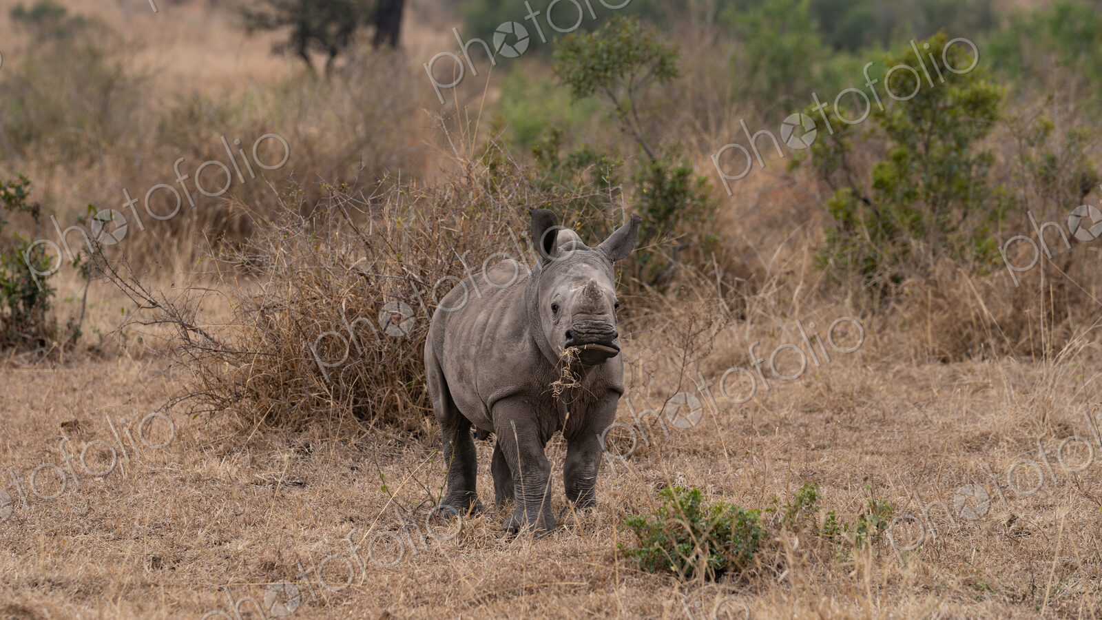 Rhinoceros, Ceratotherium simum, Calf. Young rhino calf standing in dry, brown and…