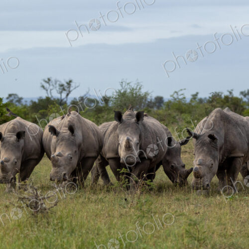 Rhinoceros, Ceratotherium simum, Group. A crash of several rhinos grazing together in… Rhinoceros, Ceratotherium simum, Group. A crash of several rhinos grazing together in…