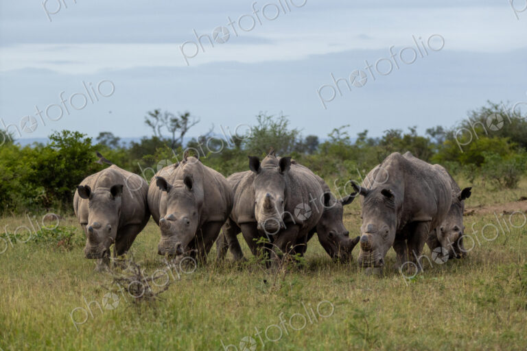 Rhinoceros, Ceratotherium simum, Group. A crash of several rhinos grazing together in…