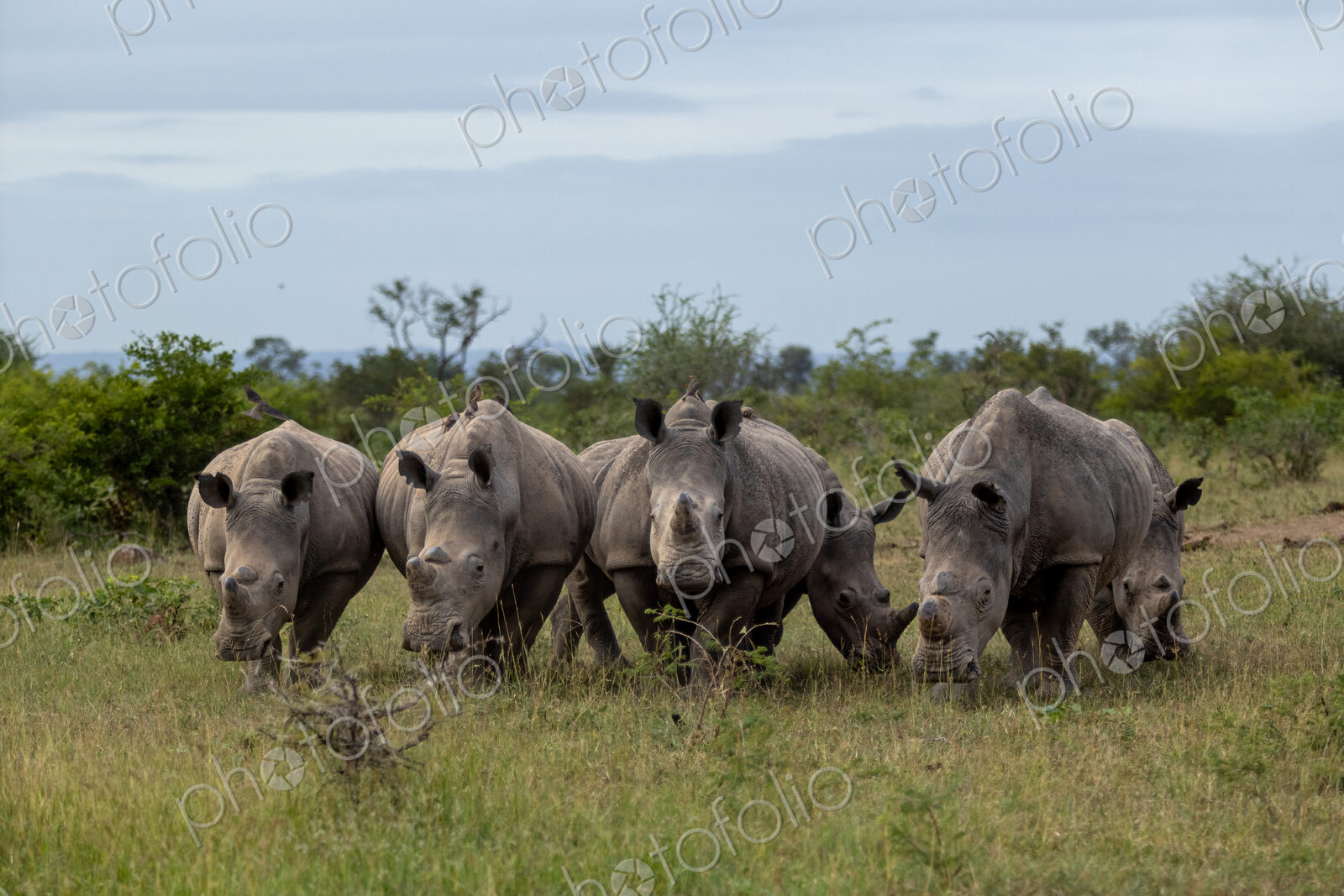 Rhinoceros, Ceratotherium simum, Group. A crash of several rhinos grazing together in…