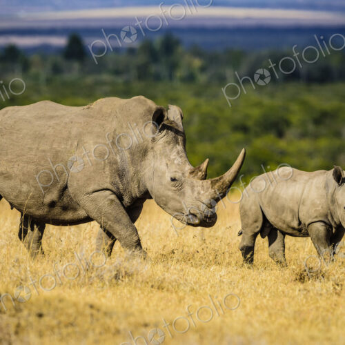 Rhinoceros and calf walking in savanna landscape Rhinoceros and calf walking in savanna landscape