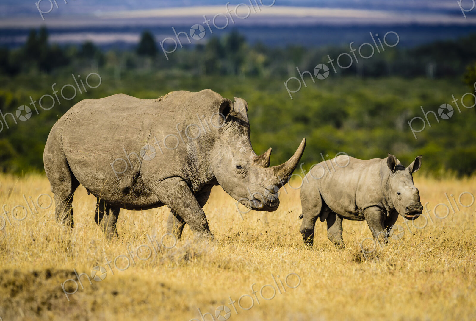 Rhinoceros and calf walking in savanna landscape