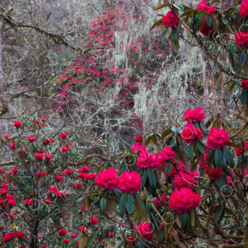 Rhododendron in bloom in the forests of Paro Valley, Bhutan