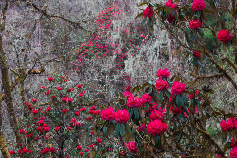Rhododendron in bloom in the forests of Paro Valley, Bhutan