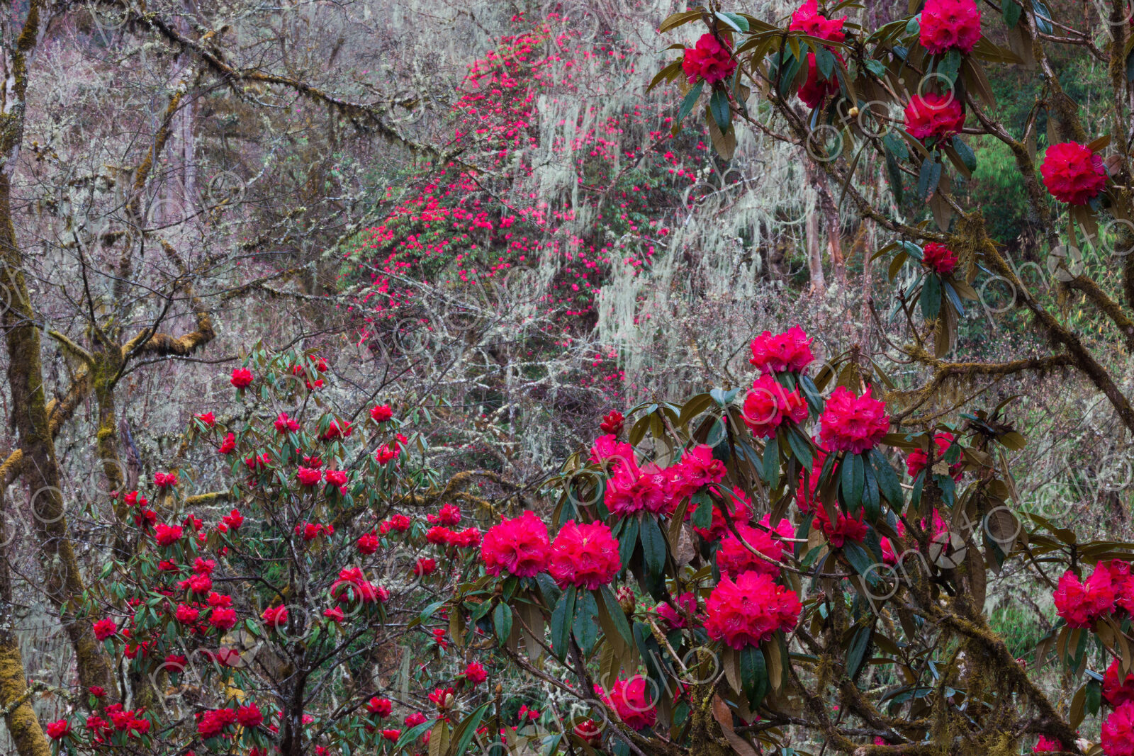 Rhododendron in bloom in the forests of Paro Valley, Bhutan
