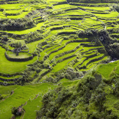 Rice Terraces in Banaue Rice Terraces in Banaue
