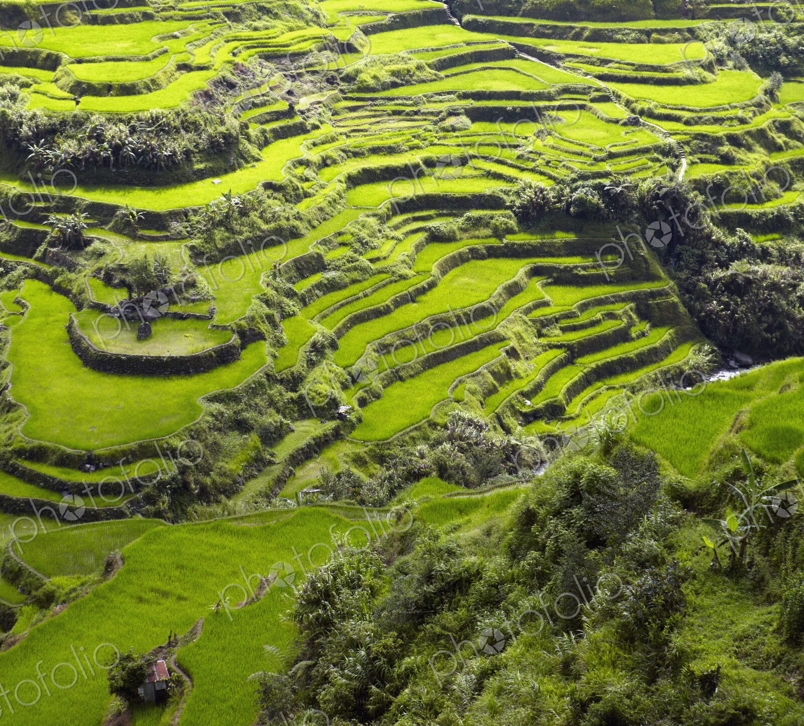 Rice Terraces in Banaue