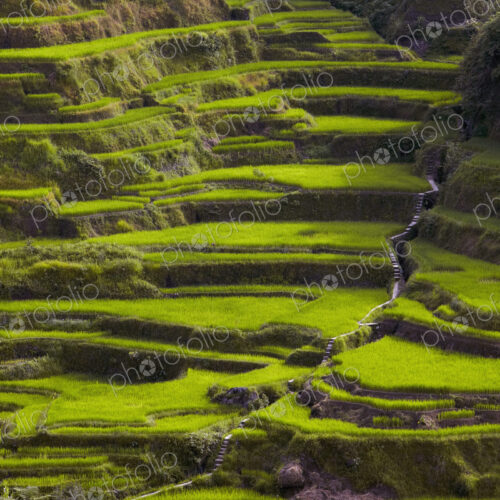 Rice Terraces in Banaue Rice Terraces in Banaue