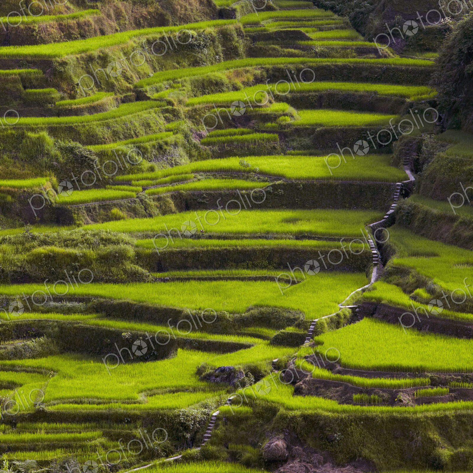 Rice Terraces in Banaue