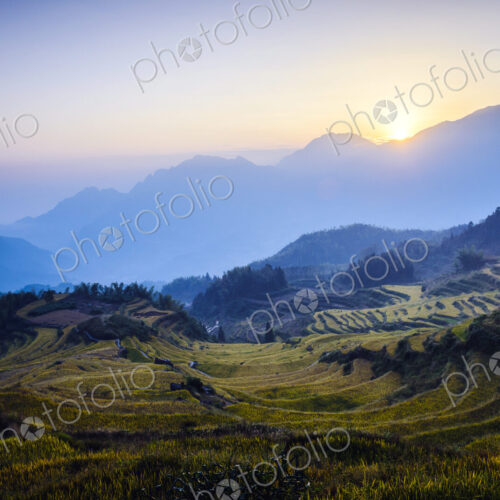 Rice fields in rural landscape Rice fields in rural landscape