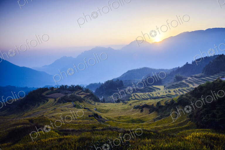 Rice fields in rural landscape