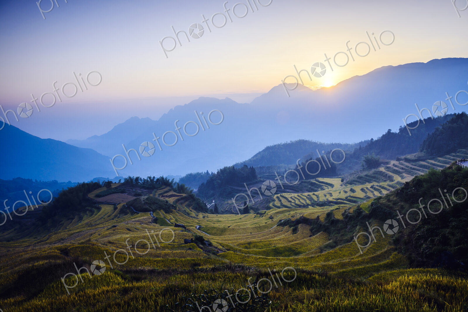 Rice fields in rural landscape