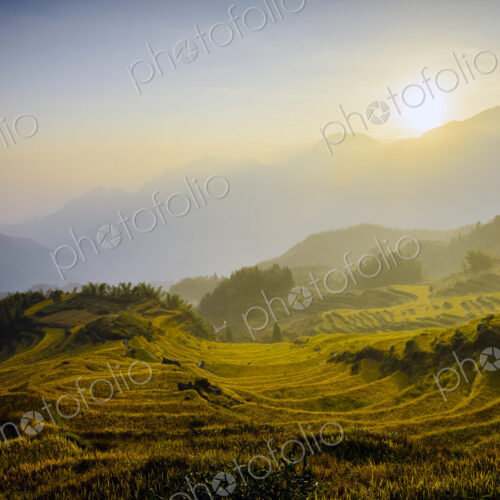 Rice fields in rural landscape Rice fields in rural landscape