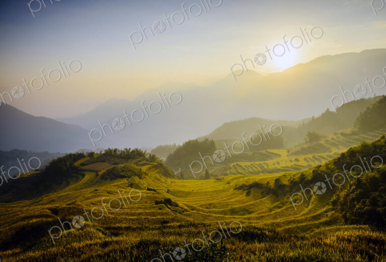 Rice fields in rural landscape