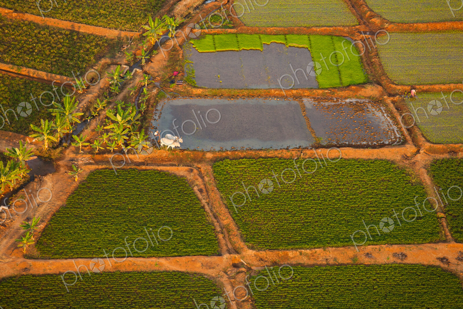 Rice paddies, Bagan, Myanmar