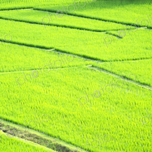 Rice paddy fields with bright green crops, with paths between. Rice paddy fields with bright green crops, with paths between.