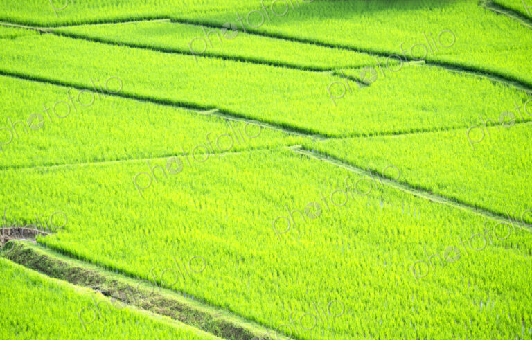 Rice paddy fields with bright green crops, with paths between.