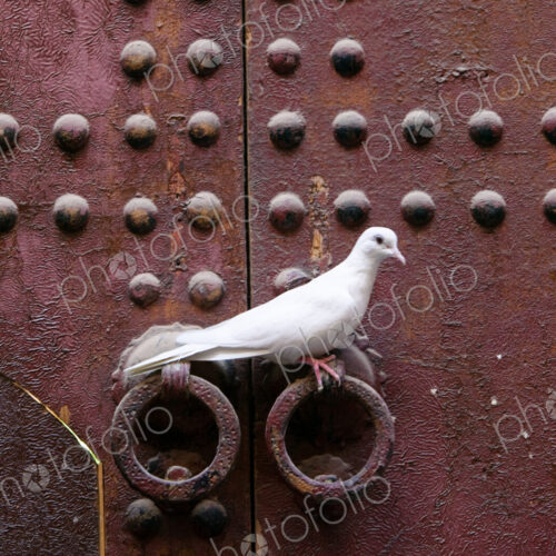 Ringneck dove, Morocco africa, Streptopelia risoria, Ringneck dove, Morocco africa, Streptopelia risoria,