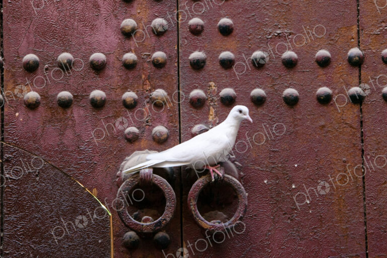Ringneck dove, Morocco africa, Streptopelia risoria,