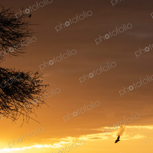 River sunset, landscape with golden sunset glow.