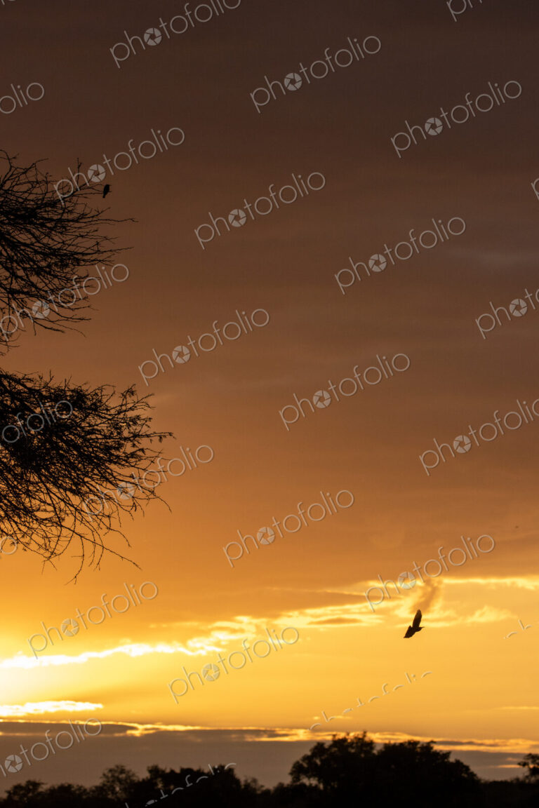 River sunset, landscape with golden sunset glow.