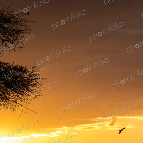 River sunset, landscape with golden sunset glow.